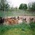 Animal Sanctuary