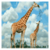 Largest Zoos in the World