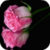 Fresh Pink Rose Live Wallpaper