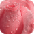 Soft Pink Rose Final Live Wallpaper