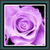 Live Wallpapers - Purple Rose