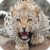 Beautiful Leopard Live Wallpaper HD