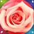 Pink Rose Live Wallpapers
