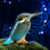 Birds Sound Effects