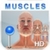 Pocket Body - Musculoskeletal - by Pocket Anatomy
