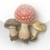 Wild Mushrooms of North America and Europe by Roger Phillips