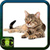 Photo Of Cats