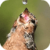Thirsty Bird Live Wallpaper