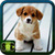 Cute Dog Pictures