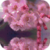 Cherry Blossoms Reflection Live Wallpaper