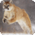 Animal Life Wallpapers