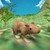Mouse Survival Simulator