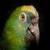 Parrot around the world 4k