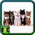 Cat Wallpaper For Home