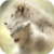 Lion Couple Live Wallpaper