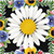 Sweet Flowers Photo Collage