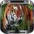 Safari Ride Live Wallpaper
