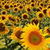 Sunflowers Field Live Wallpaper