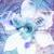 Blue Iris deep