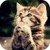 Cute Cats Live Wallpaper 3D