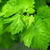 Grape Leaves Live Wallpaper