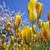 Lovely Yellow Flowers Live Wallpaper