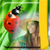 Ladybug Photo Frames