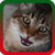 Meow Ringtones