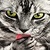 Grey Cat Live Wallpaper