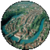 Berne