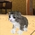 Kitten Cat Simulator 3D Craft
