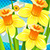 Daffodils Photo Collage