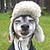 Funny Dog Quiz