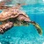 Africa Vacation Live Wallpaper