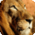 Hot Animal Wallpapers