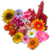 Ultimate Flower Quiz