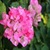 Bougainvillea Flowers Onet Classic Game