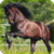 Beautiful wild horses