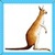 Kids Kangaroo
