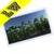 Sunflowers Downhill Live Wallpaper