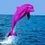 My Cute Dolphin Show