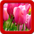 Best Tulips Live Wallpapers