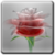 Rose Live HD Wallpaper