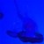 Animated Jellyfish