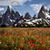 Spring in Winter Live Wallpaper
