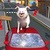 crazy piggies 3d simulator