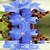 Blue Flower Reflection Live Wallpaper