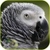 Parrots HD Video Live Wallpaper