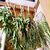 Tamil - Potent Herbs for Health