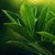 Ficus Green Leaves Live Wallpaper